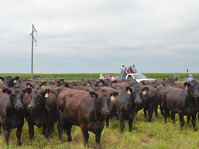Bruning Farmsâ€™ Reiss Bruning recently shared his experiences using the Allflex SenseTime Beef system on heifers in his development program, Image by Victoria G. Myers